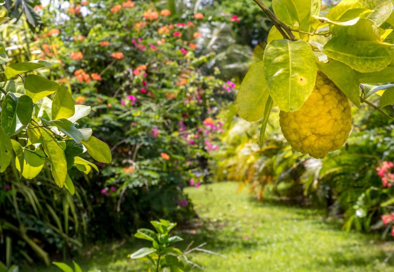 Jardin, Villa PIneapple, Le Robert, Martinique