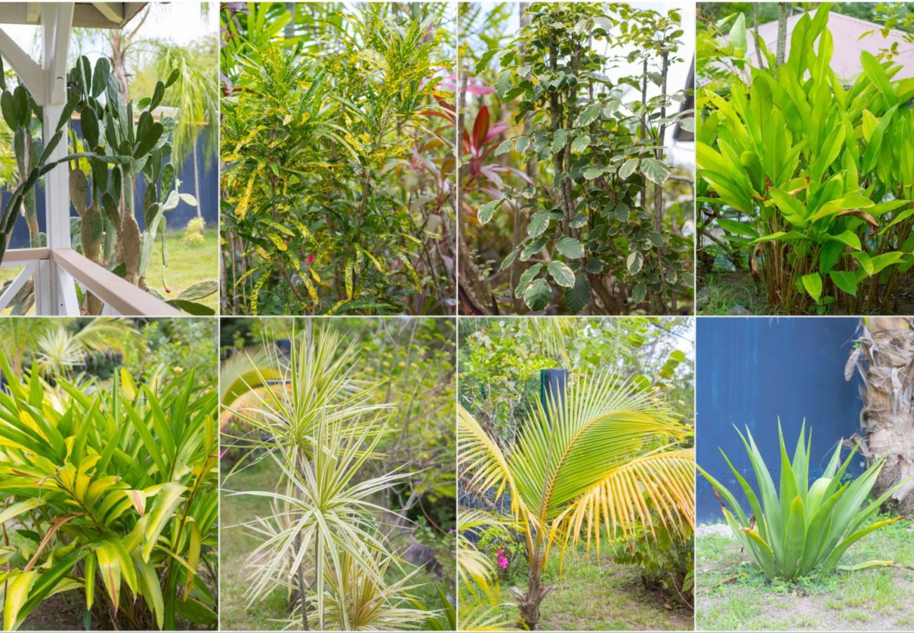 Villa à Le Diamant - Grenade